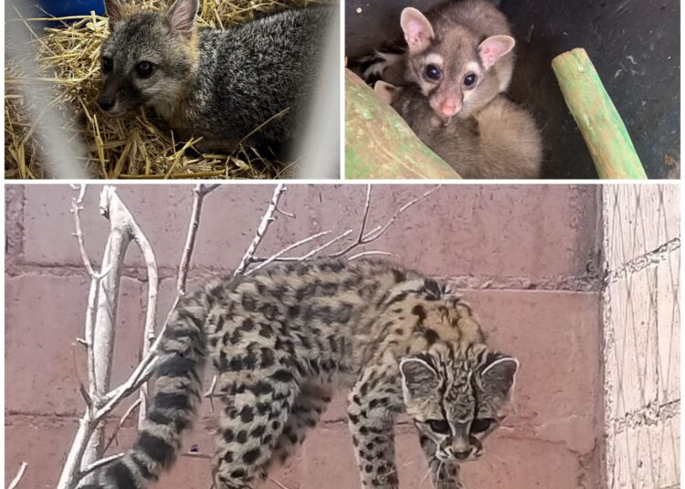 Unidad de Rehabilitación de Fauna Silvestre de Pachuca liberará 22 ejemplares en su hábitat natural