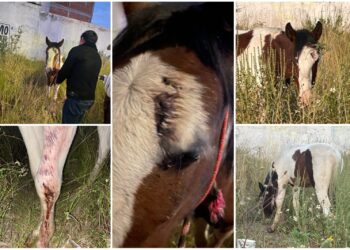 Rescatan a caballo víctima de maltrato en Mineral de la Reforma