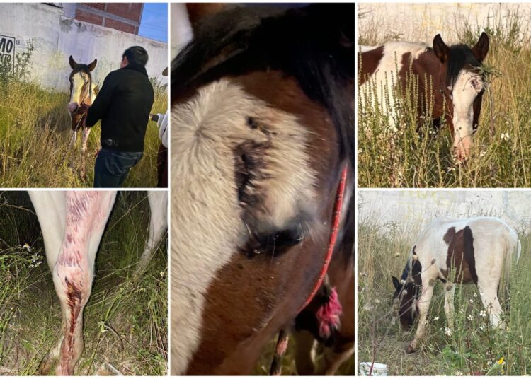 Rescatan a caballo víctima de maltrato en Mineral de la Reforma