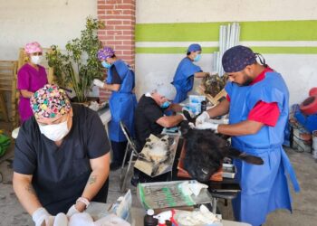 Hidalgo acelera acciones para frenar la rabia y fortalecer la esterilización de mascotas