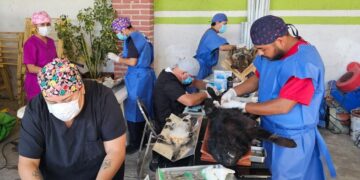 Hidalgo acelera acciones para frenar la rabia y fortalecer la esterilización de mascotas