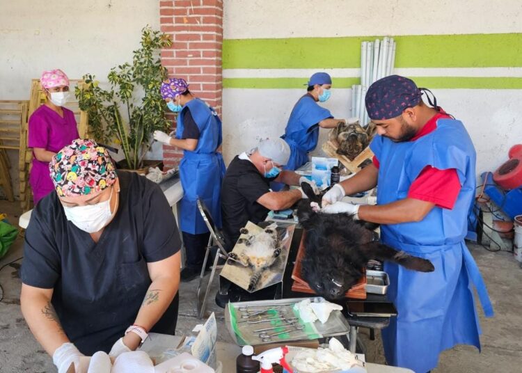 Hidalgo acelera acciones para frenar la rabia y fortalecer la esterilización de mascotas