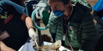 Abren inscripciones para el 2º Curso de Rehabilitación de Fauna Silvestre en Pachuca