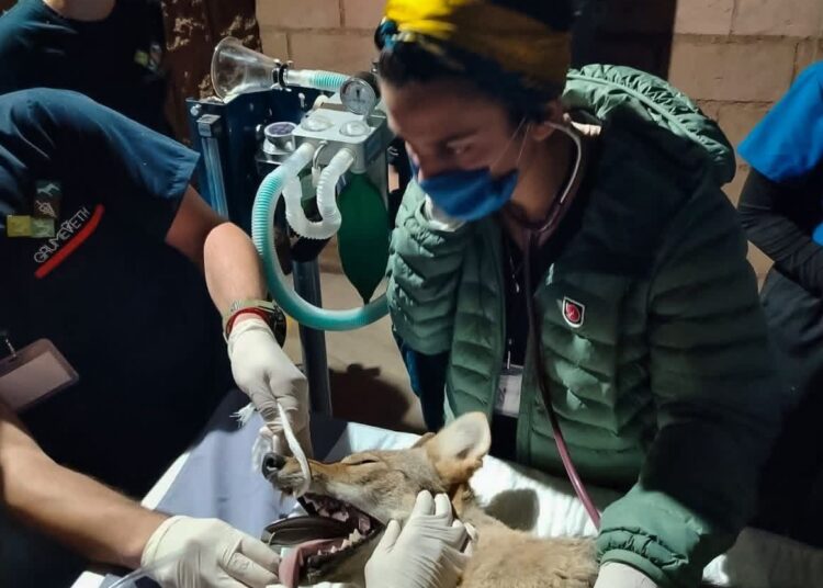 Abren inscripciones para el 2º Curso de Rehabilitación de Fauna Silvestre en Pachuca