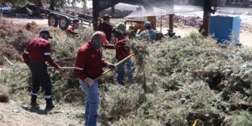 Hidalgo impulsa el reciclaje responsable de árboles de Navidad para proteger el medio ambiente