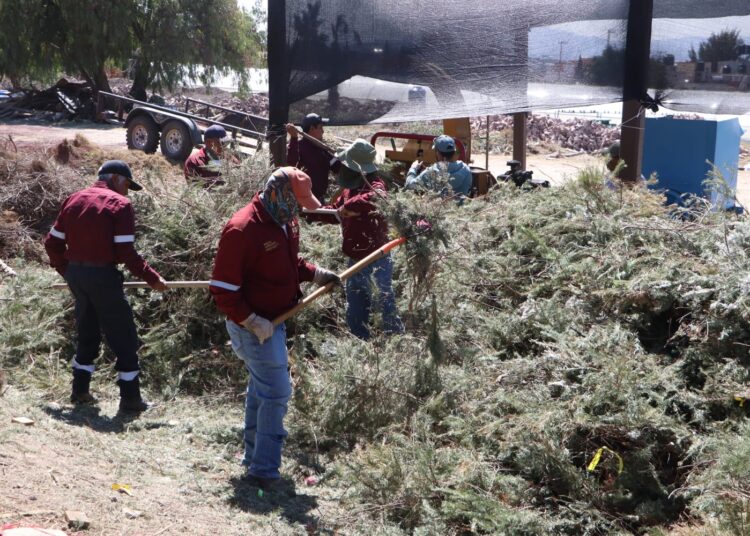 Hidalgo impulsa el reciclaje responsable de árboles de Navidad para proteger el medio ambiente