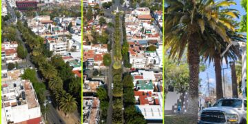 Realizan muestreo y aplicación de biológicos en Palmeras Canarias de Pachuca