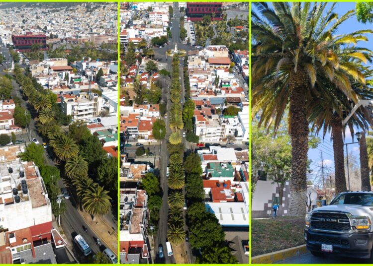 Realizan muestreo y aplicación de biológicos en Palmeras Canarias de Pachuca