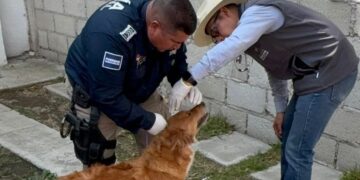 Denuncia ciudadana salva a canina maltratada en Mineral de la Reforma