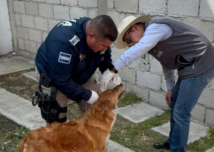 Denuncia ciudadana salva a canina maltratada en Mineral de la Reforma