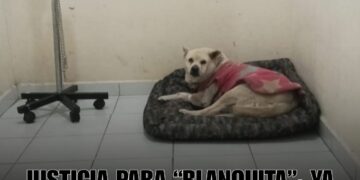 Justicia para “Blanquita”: ya hay presunto responsable