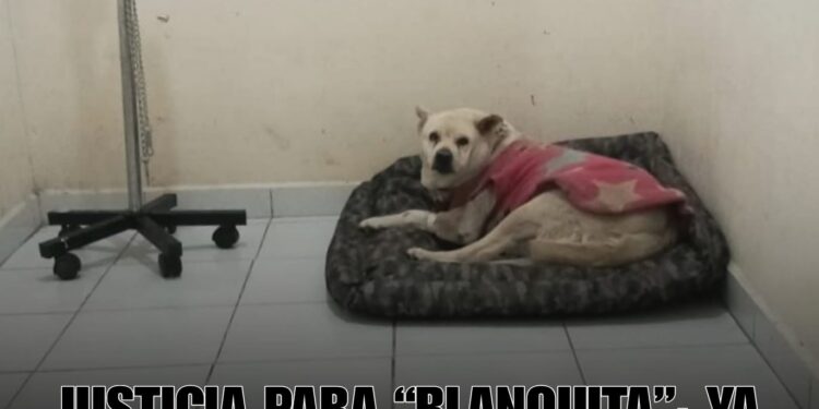 Justicia para “Blanquita”: ya hay presunto responsable