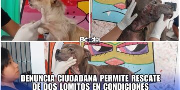 Denuncia ciudadana permite rescate de dos lomitos en condiciones críticas en Mineral de la Reforma