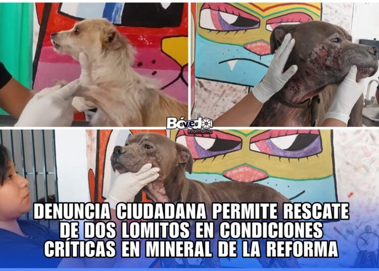 Denuncia ciudadana permite rescate de dos lomitos en condiciones críticas en Mineral de la Reforma