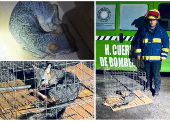 Rescatan zorro gris en La Providencia y lo canalizan para su rehabilitación