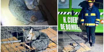 Rescatan zorro gris en La Providencia y lo canalizan para su rehabilitación