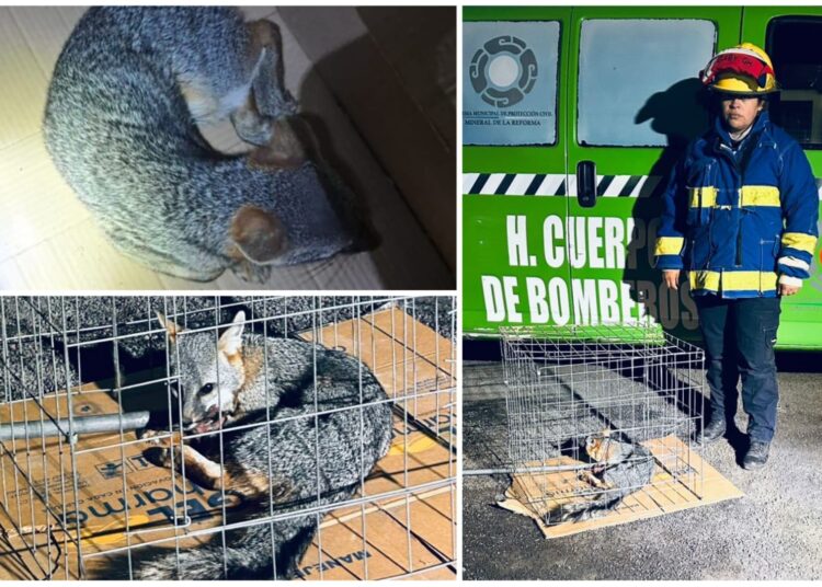 Rescatan zorro gris en La Providencia y lo canalizan para su rehabilitación