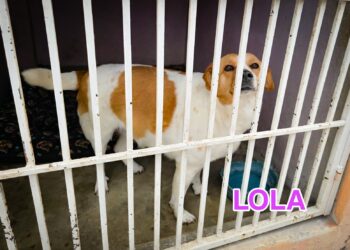 La mirada esperanzada de Lola y el compromiso con los que no tienen voz