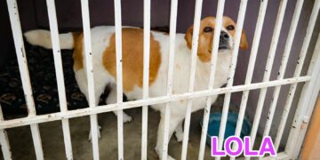 La Mirada Esperanzada de Lola y el Compromiso con los que no Tienen Voz