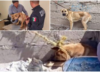 “ATADA Y OLVIDADA”: RESCATAN A PERRITA QUE SOBREVIVÍA SIN AGUA NI REFUGIO EN DOMICILIO DE PACHUCA
