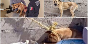 “ATADA Y OLVIDADA”: RESCATAN A PERRITA QUE SOBREVIVÍA SIN AGUA NI REFUGIO EN DOMICILIO DE PACHUCA; BUSCAN A RESPONSABLE
