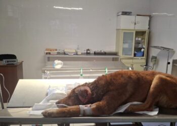 Perrito es rescatado en Mineral de la Reforma tras presentar agresiones físicas