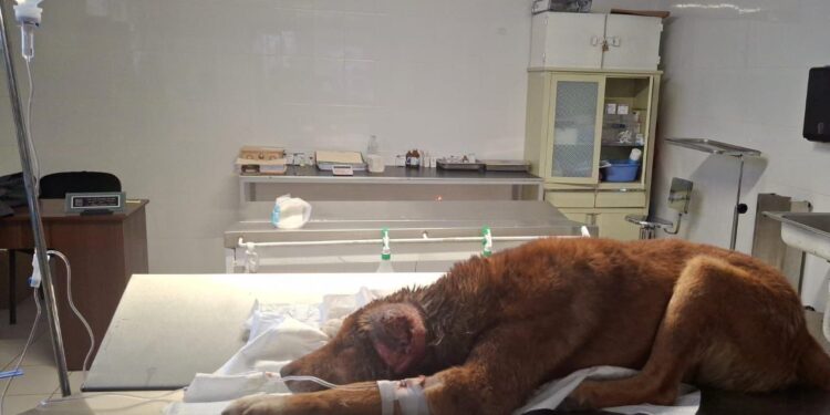 Perrito es rescatado en Mineral de la Reforma tras presentar agresiones físicas