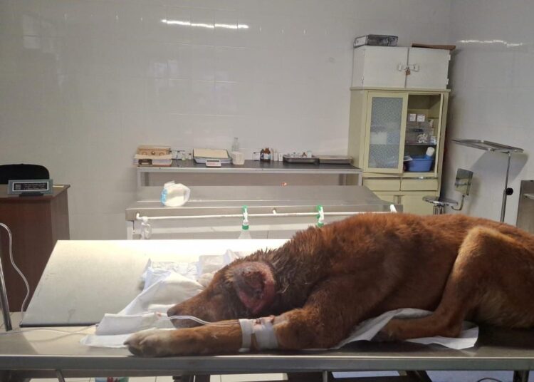 Perrito es rescatado en Mineral de la Reforma tras presentar agresiones físicas