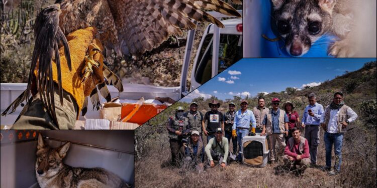 Dieciséis ejemplares regresan a su hábitat tras proceso de atención en la Unidad de Rehabilitación de Fauna de Pachuca