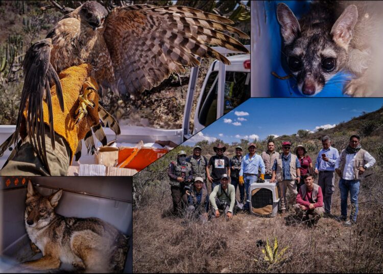 Dieciséis ejemplares regresan a su hábitat tras proceso de atención en la Unidad de Rehabilitación de Fauna de Pachuca
