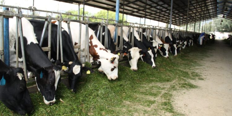 UAEH forma profesionales capaces de innovar en el sector agrícola y ganadero