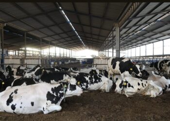 Atención oportuna ante presencia de gusano barrenador ganadero en Hidalgo