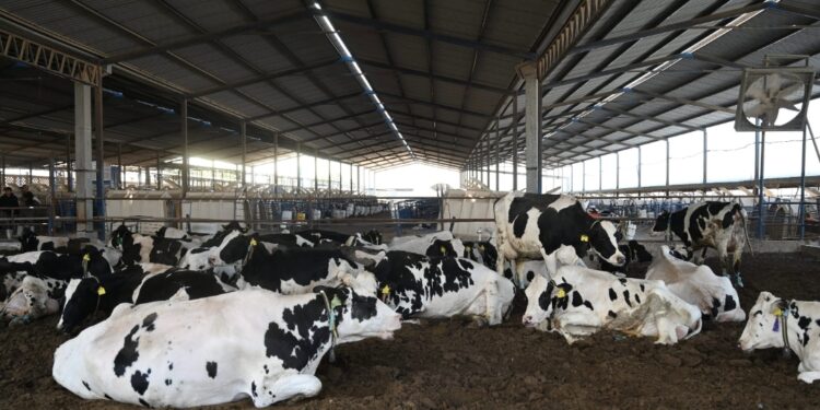 Atención oportuna ante presencia de gusano barrenador ganadero en Hidalgo