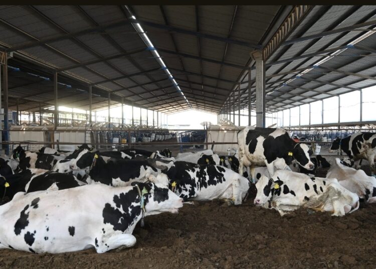 Atención oportuna ante presencia de gusano barrenador ganadero en Hidalgo