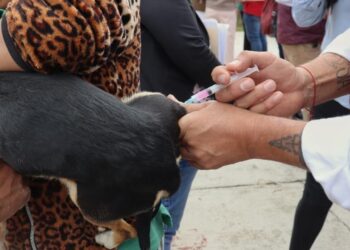 SSH convoca a participar en la Semana Nacional de Vacunación Antirrábica 2026