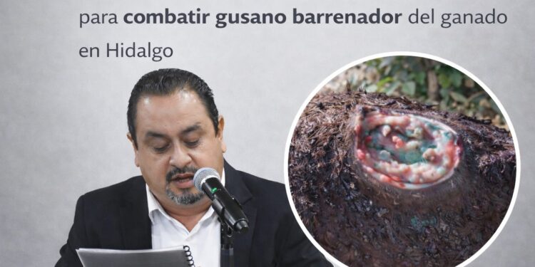 Propone diputado Leonel Perusquia iniciativa para atender y erradicar el gusano barrenador del ganado en Hidalgo