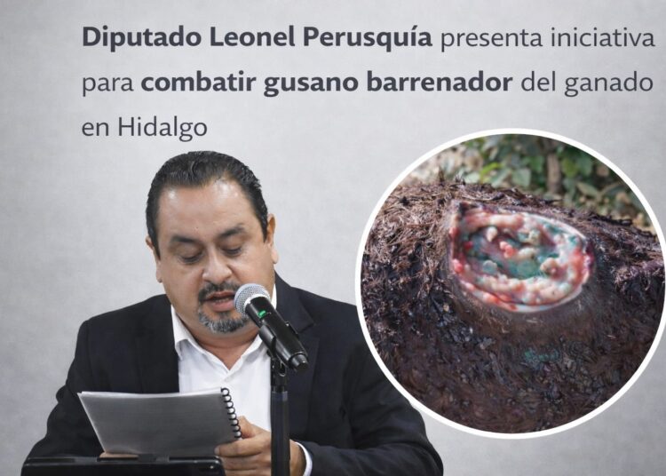 Propone diputado Leonel Perusquia iniciativa para atender y erradicar el gusano barrenador del ganado en Hidalgo