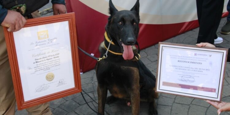 Unidad Canina K9 de Mineral de la Reforma celebra su cuarto aniversario con reconocimientos