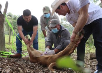 Hidalgo refuerza acciones de atención y control del Gusano Barrenador del Ganado