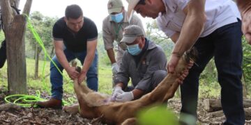 Hidalgo refuerza acciones de atención y control del Gusano Barrenador del Ganado