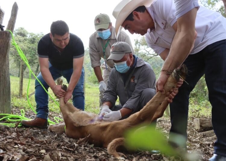 Hidalgo refuerza acciones de atención y control del Gusano Barrenador del Ganado