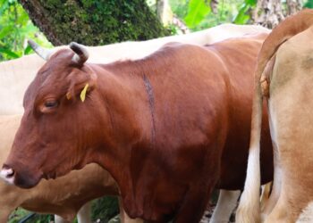 Atención oportuna y gratuita, clave para contener al gusano barrenador del ganado