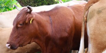 Atención oportuna y gratuita, clave para contener al gusano barrenador del ganado