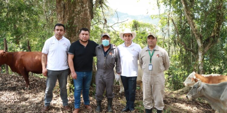 Reportar heridas y revisar al ganado, fundamentales para combatir al gusano barrenador