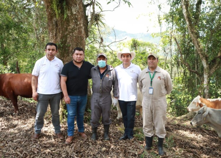 Reportar heridas y revisar al ganado, fundamentales para combatir al gusano barrenador