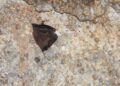 Hidalgo fortalece la conservación de murciélagos tras registro relevante en cueva de Cuautepec