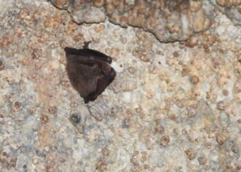 Hidalgo fortalece la conservación de murciélagos tras registro relevante en cueva de Cuautepec