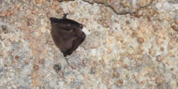 Hidalgo fortalece la conservación de murciélagos tras registro relevante en cueva de Cuautepec
