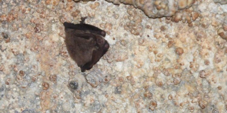Hidalgo fortalece la conservación de murciélagos tras registro relevante en cueva de Cuautepec