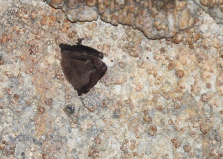 Hidalgo fortalece la conservación de murciélagos tras registro relevante en cueva de Cuautepec